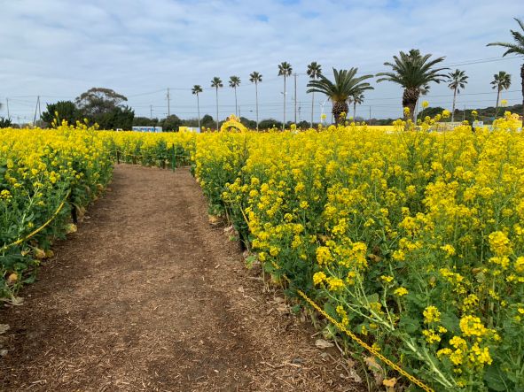 菜の花畑の中のあぜ道