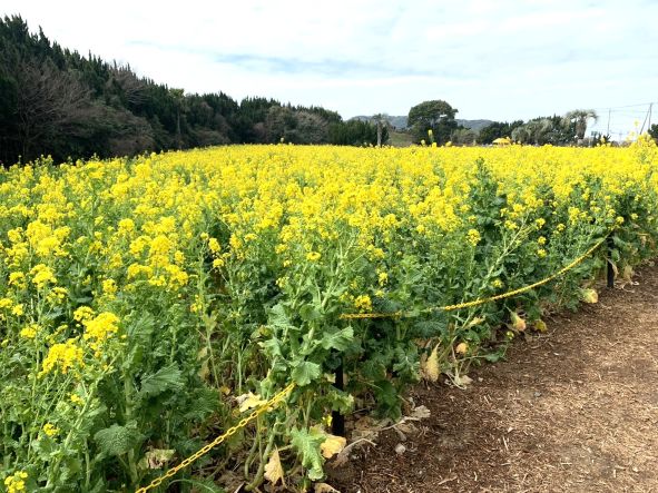 菜の花畑の手前が黄色いチェーンで仕切られている