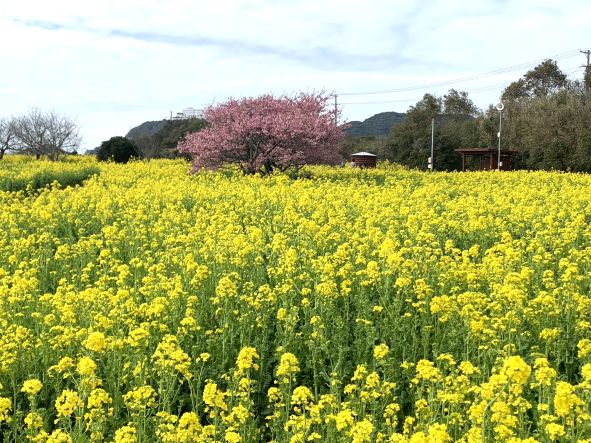 菜の花畑の奥に桃の花