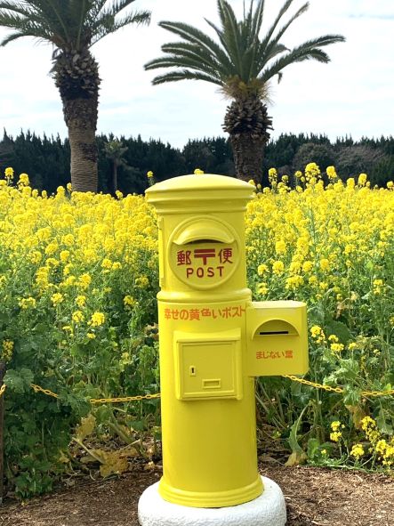 菜の花畑にある黄色いポスト